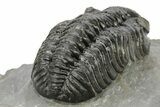 Phacopid (Adrisiops) Trilobite - Jbel Oudriss, Morocco #222408-4